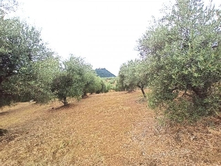 zoom immagine (Terreno 2510 mq, zona Casalini)