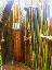 Canne di bambù, bambu con diametro da 1 a 10 cm