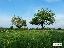 Terreno in Vendita a Corbetta