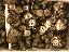 Bottoni plastica diametro 22 colore brandy - 500 pz.