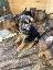 Cuccioli di pastore tedesco purosangue con pedigree - Alto A