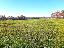 Terreno 46890 mq, zona Ferri - Falzoni