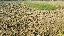 Terreno 78000 mq