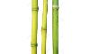 Vendesi canne comuni o di Bambu