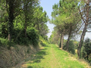 zoom immagine (Rustico 400 mq, zona Cesena)