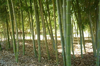 zoom immagine (15 semi di bambù gigante phyllostachys edulis)