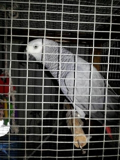 zoom immagine (Allevamenti di pappagalli cenerini a reggio calabria)